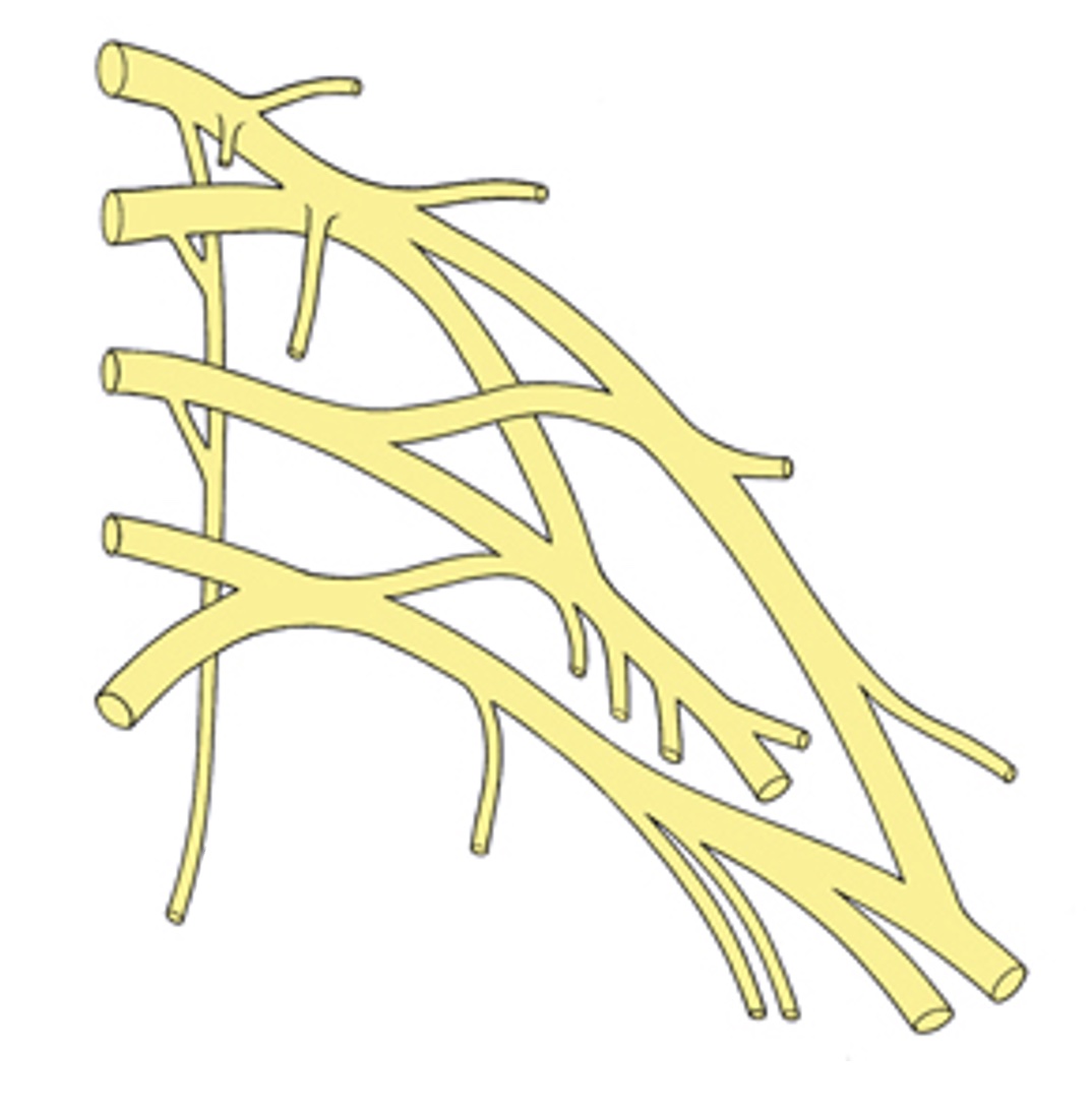 image-overlay-brachial-plexus